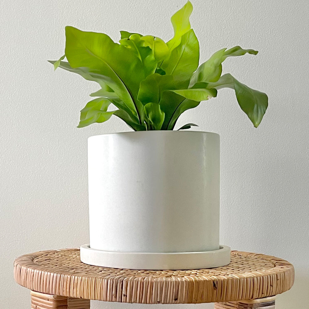 Concrete Round Planter: White